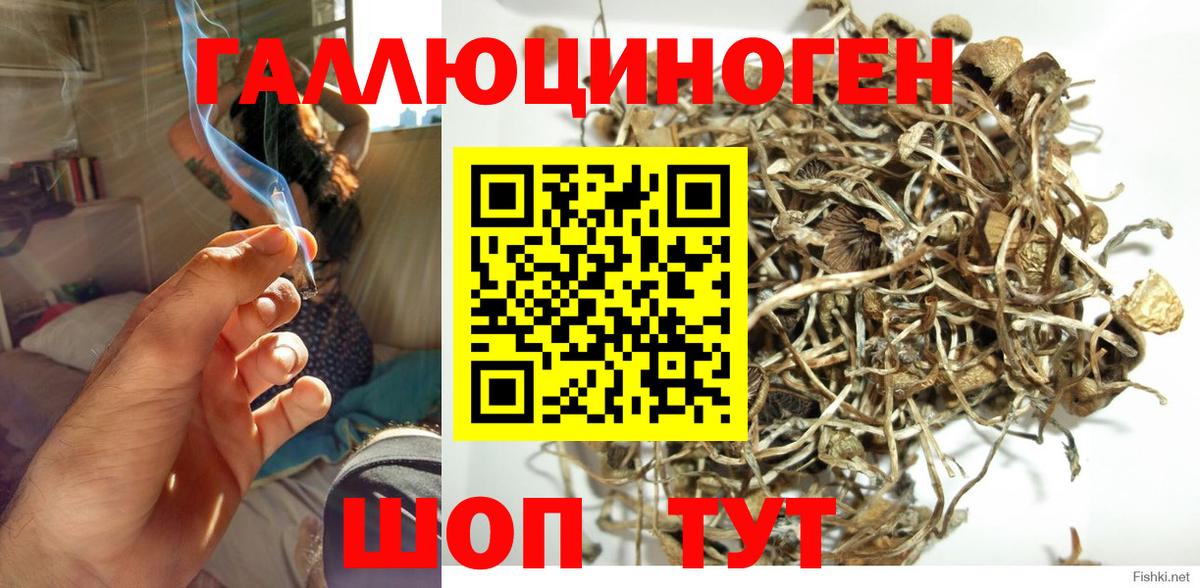 Корсаков  Псилоцибиновые грибы Psilocybe  Псилоцибиновые грибы прущие грибы  Вход с VPN 